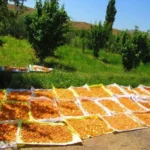 برگه زرد آلو آفتابی امسالی - Image 2